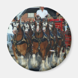Clydesdale 6 horse hitch magnet