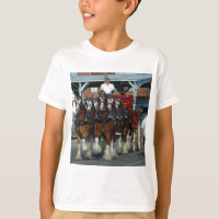 Clydesdale 6 horse hitch