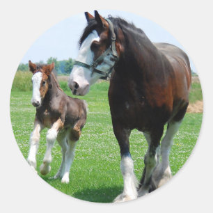 Clydesdale and Filly Classic Round Sticker