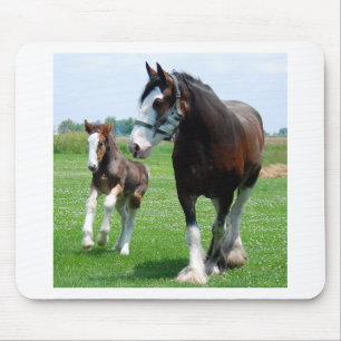 Clydesdale and Filly Mouse Pad