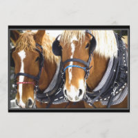 Clydesdale Draught Horse Invitation