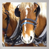 Clydesdale Draught Horse Poster Print