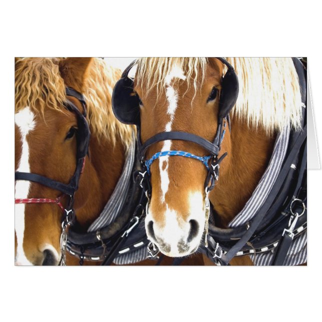Clydesdale Draught Horses Card (Front Horizontal)