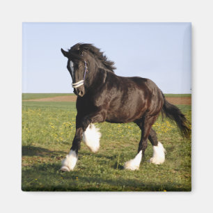Clydesdale Horse Magnet