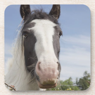 Clydesdale horse portrait coaster