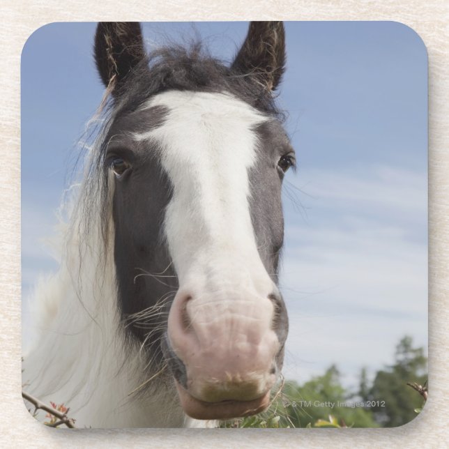 Clydesdale horse portrait coaster (Front)