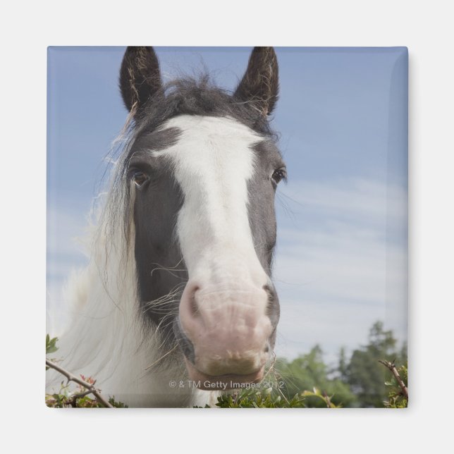 Clydesdale horse portrait magnet (Front)