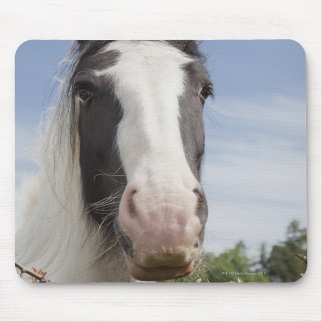 Clydesdale horse portrait mouse pad (Front)