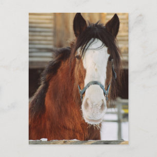 Clydesdale horse postcard