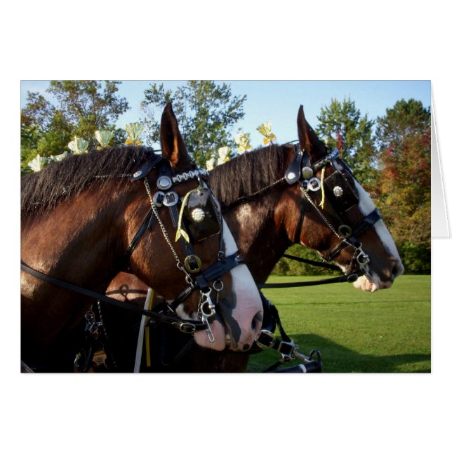 Clydesdale Horses (Front Horizontal)