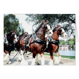 Clydesdale Horses