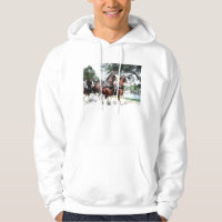 Clydesdale Horses