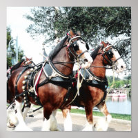 Clydesdale Horses