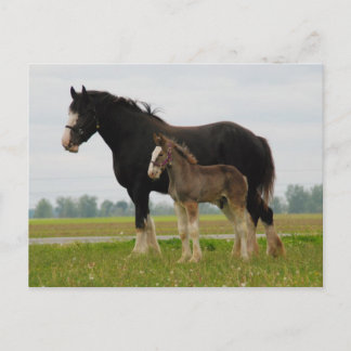 clydesdale mare and filly postcard