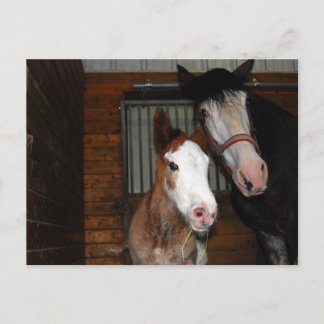 Clydesdale mare and filly postcard