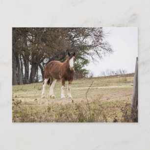 Clydesdale Postcard