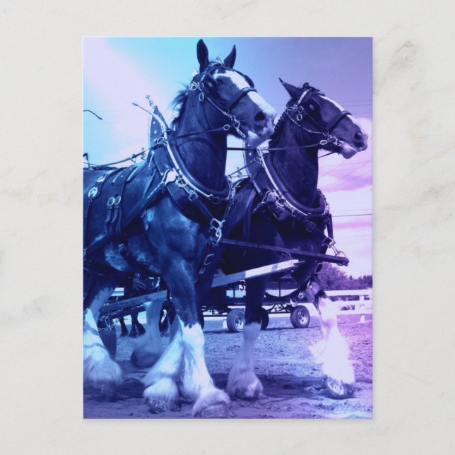 Clydesdale Postcard (Front)