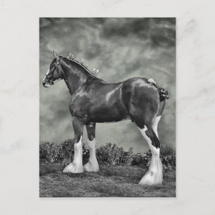 Clydesdale Stallion B&W Postcard