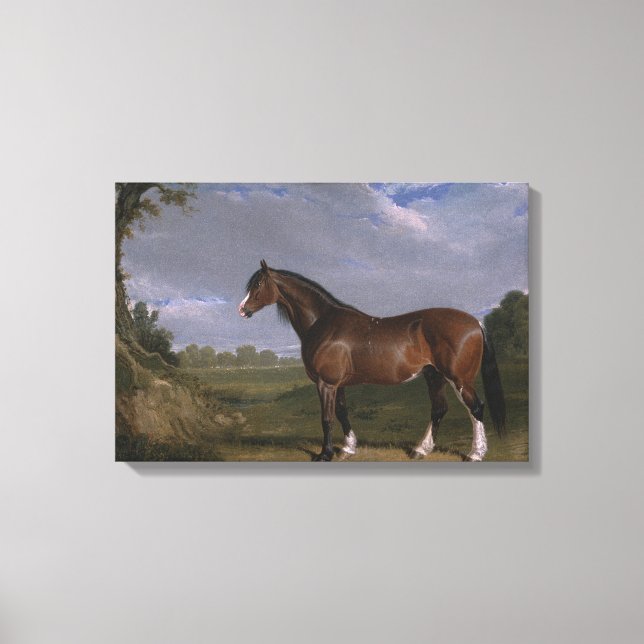 Clydesdale Stallion (Thoroughbred Horse) (Animal) Canvas Print (Front)