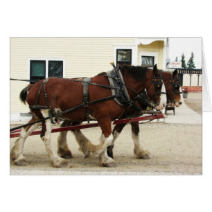 Clydesdale Team, Heritage Park, Calgary, Alberta