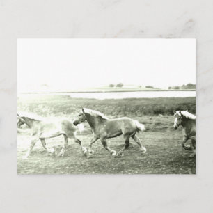 Clydesdales Postcard
