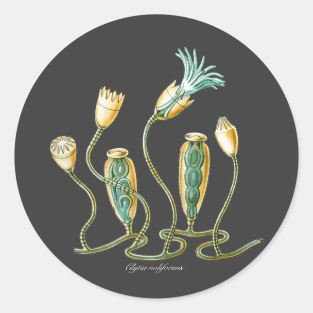 Clytia noliformis classic round sticker (Front)