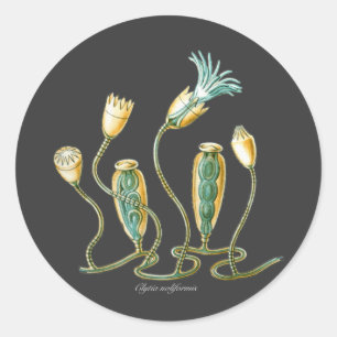 Clytia noliformis classic round sticker