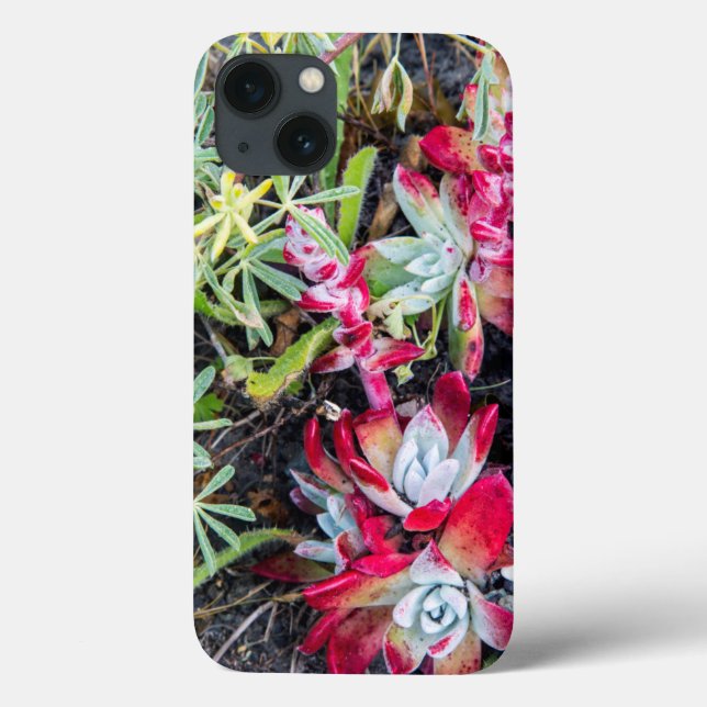 Coast Dudleya At Point Reyes National Seashore Case-Mate iPhone Case (Back)
