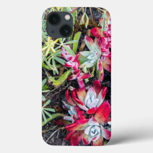 Coast Dudleya At Point Reyes National Seashore iPhone 13 Case