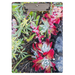 Coast Dudleya At Point Reyes National Seashore Clipboard