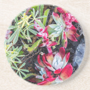 Coast Dudleya At Point Reyes National Seashore Coaster