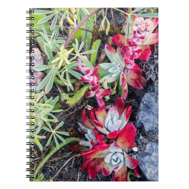 Coast Dudleya At Point Reyes National Seashore Notebook (Front)