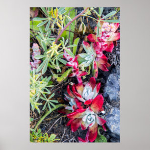 Coast Dudleya At Point Reyes National Seashore Poster
