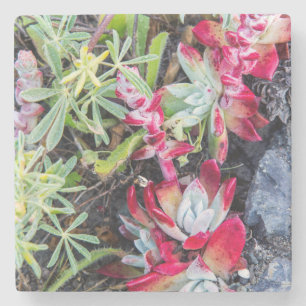 Coast Dudleya At Point Reyes National Seashore Stone Coaster