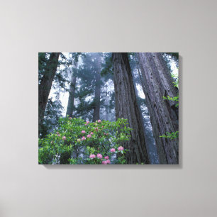 Coast Redwoods and Rhododendrons Canvas Print