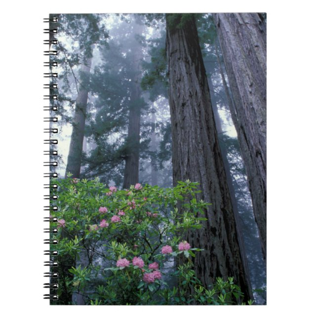 Coast Redwoods and Rhododendrons Notebook (Front)