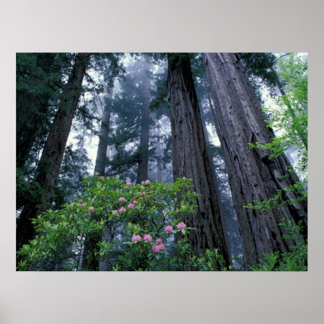Coast Redwoods and Rhododendrons Poster (Front)