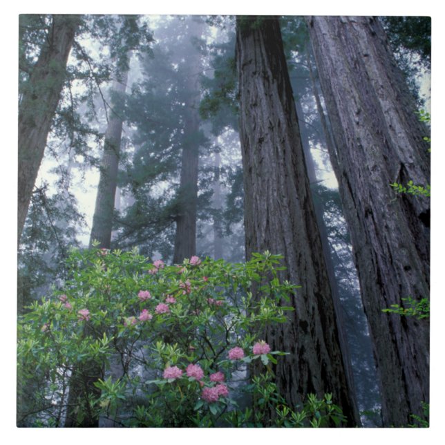 Coast Redwoods and Rhododendrons Tile (Front)
