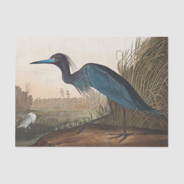 coastal Audobon blue heron Tissue Paper (Front)