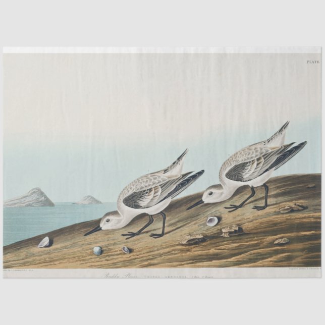 coastal audobon sanderling gulls tissue paper (Front)