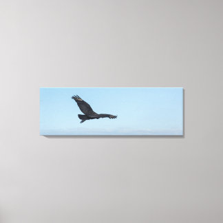 Coastal Black Vulture in Flight Over Ocean Rocks Canvas Print