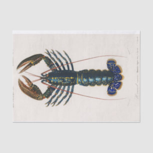 coastal blue crawfish watercolor tissue paper