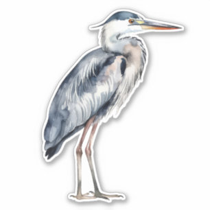 Coastal Blue Heron Bird