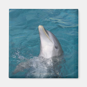 Coastal Bottlenose Dolphin Magnet