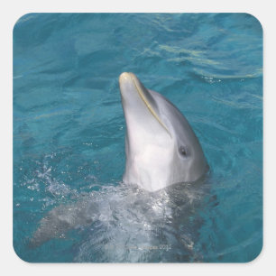 Coastal Bottlenose Dolphin Square Sticker