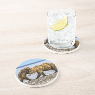 Coastal brown bears coaster