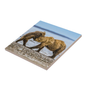 Coastal brown bears tile