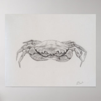 Coastal Crab Drawing Poster