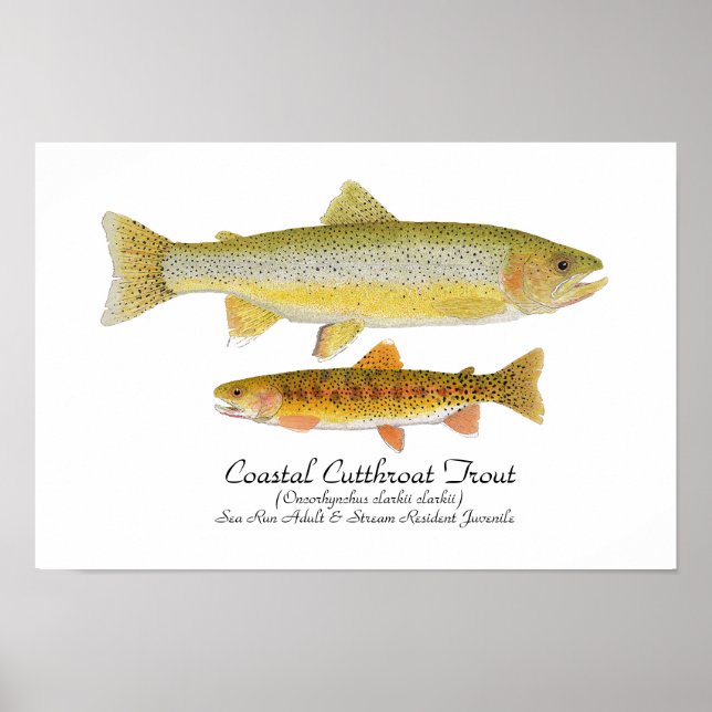 Coastal Cutthroat Trout Art Poster (Front)