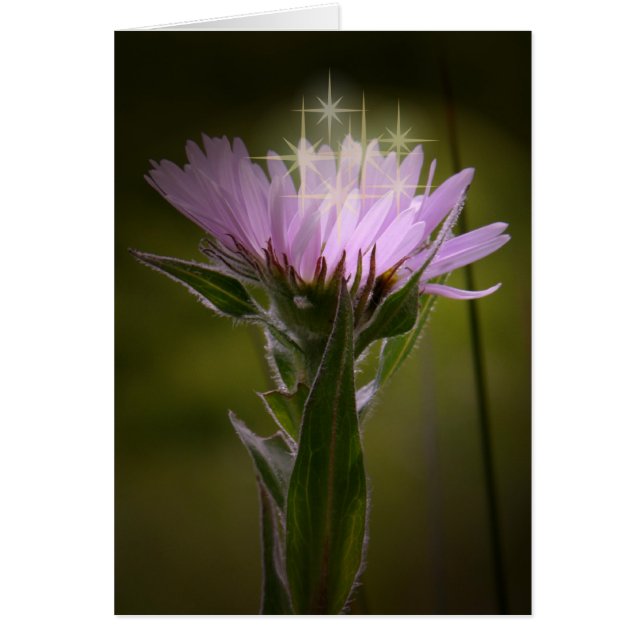 Coastal Fleabane Aster on Unalaska Island (Front)